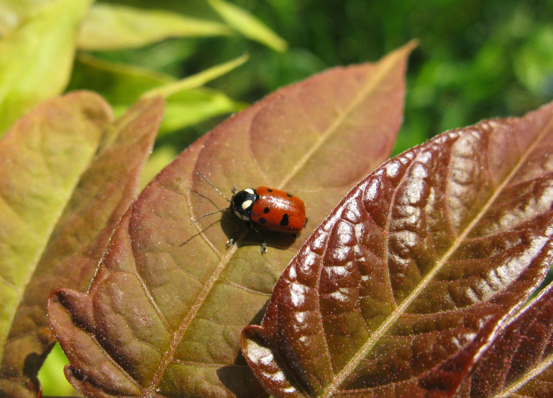 Cryptocephalus tricolor